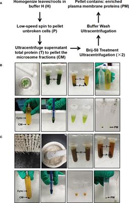 Characterization of plasma membrane proteins in stylosanthes leaves and roots using simplified enrichment method with a nonionic detergent